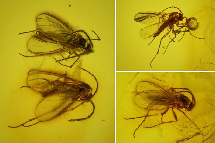Five Fossil Flies (Diptera) In Baltic Amber #173648